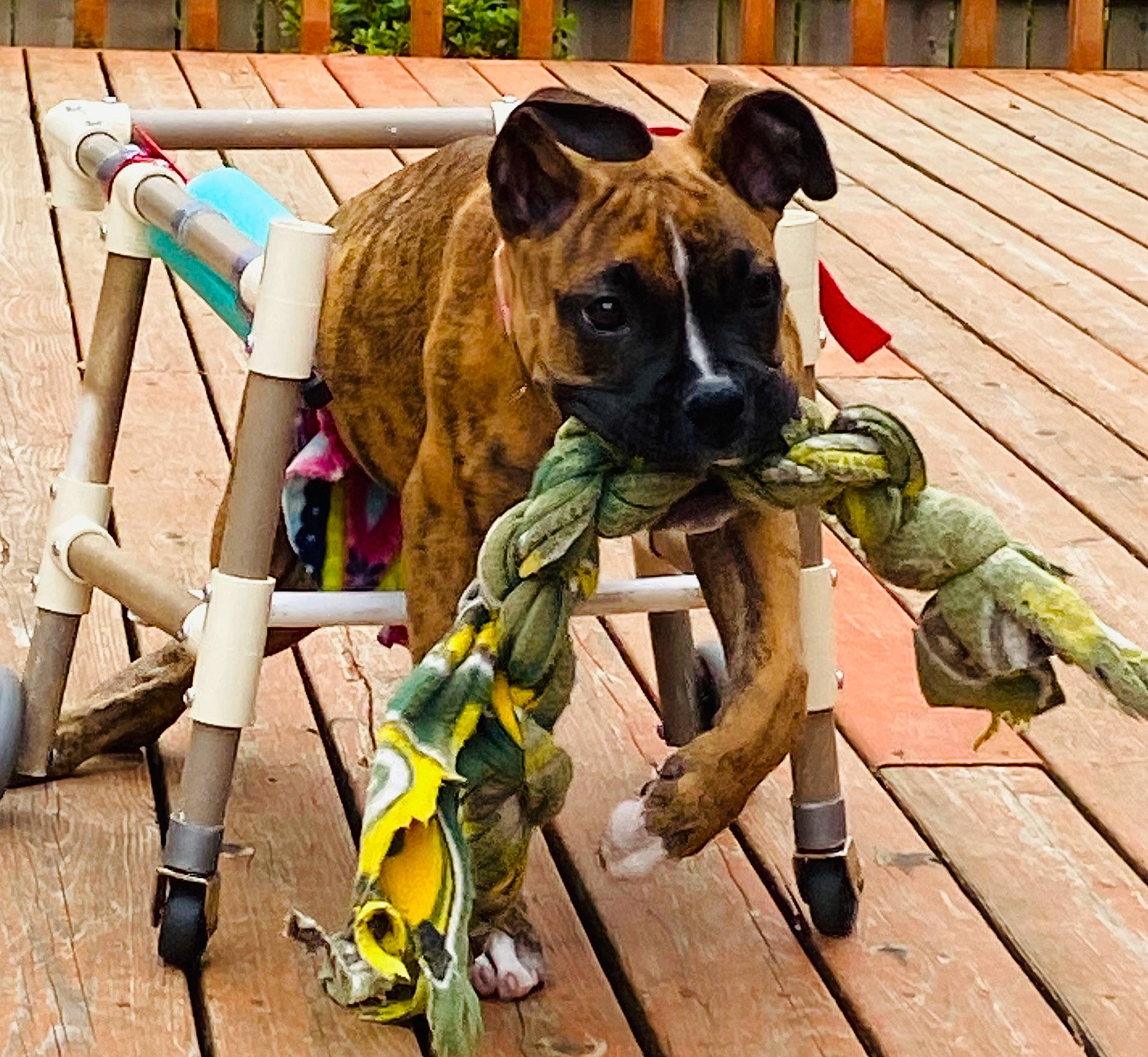 Anka joined the competition — help win amazing prizes! ancient_dog_breeds, canidae, carnivore, collar, companion_dog, dog, dog_breed, dog_collar, dog_supply, fawn, guard_dog, hat, leash, liver, pet_supply, snout, sporting_group, wood, working_animal, working_dog