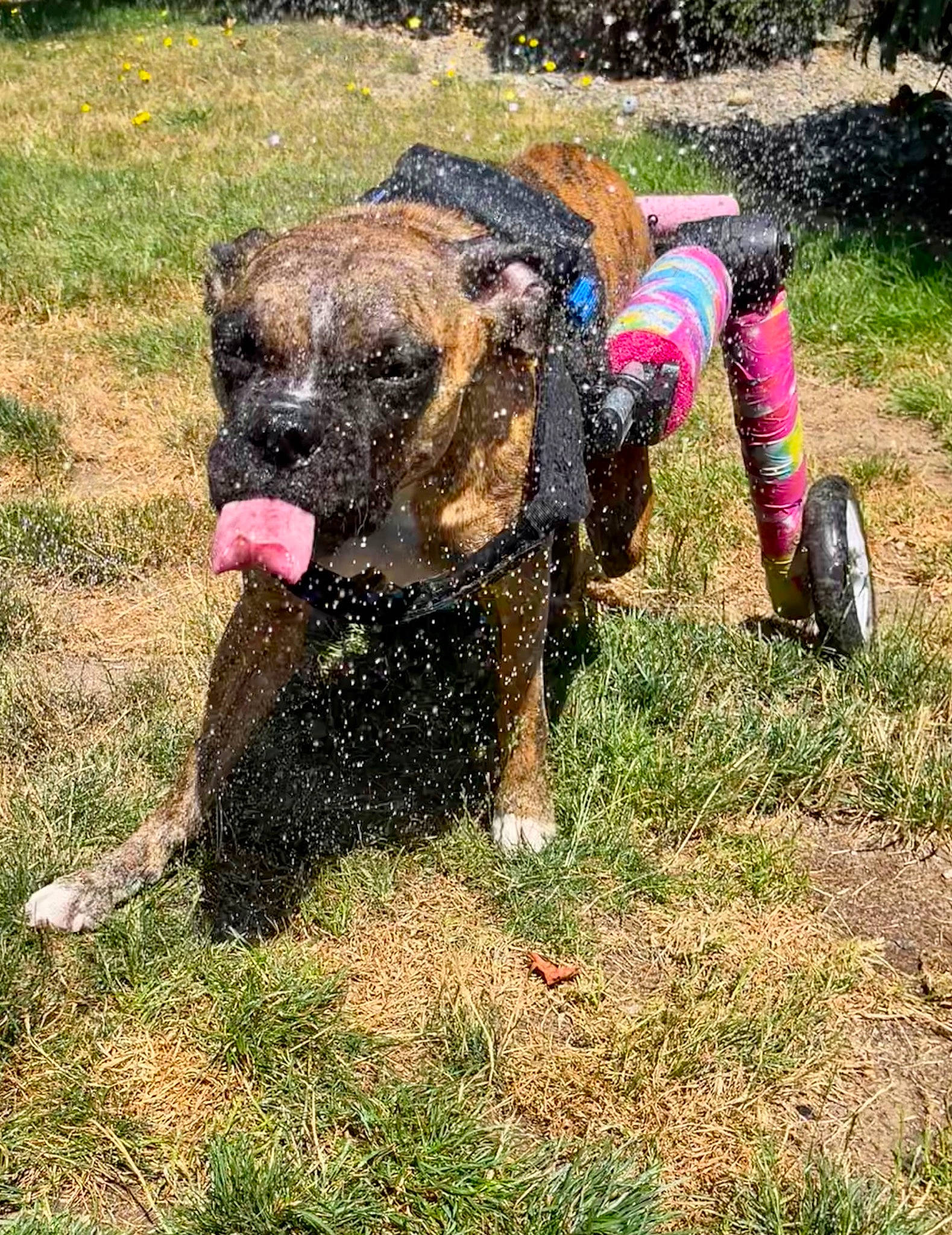 Anka is registered to the contest to win money with this photo: boxer, canidae, carnivore, collar, companion_dog, dog, dog_breed, dog_collar, fawn, grass, guard_dog, molosser, plant, snout, soil, sporting_group, terrestrial_animal, terrier, working_animal, working_dog