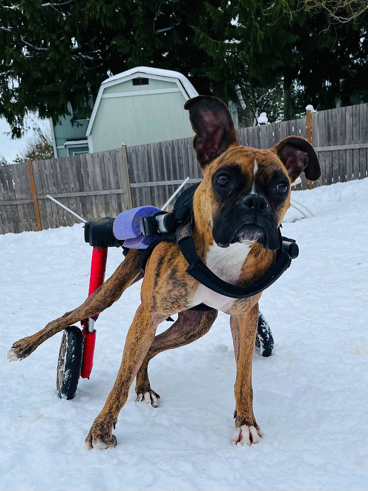 Anka joined the competition — help win amazing prizes! boxer, canidae, carnivore, collar, companion_dog, dog, dog_breed, dog_collar, dog_supply, fawn, fence, pet_supply, slope, snout, snow, sporting_group, tree, winter, working_animal, working_dog