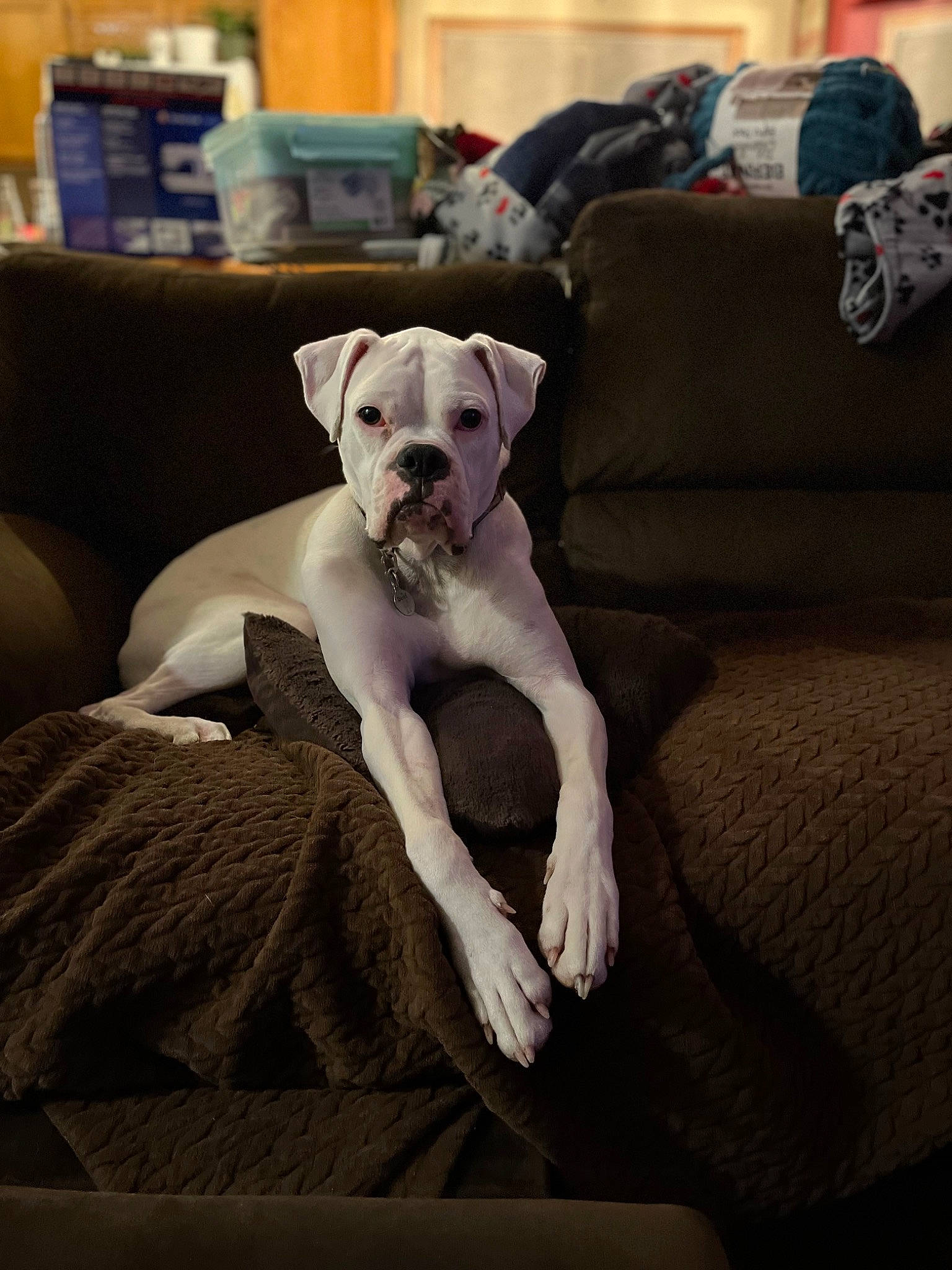 Walter joined the competition — help win amazing prizes! canidae, carnivore, collar, comfort, companion_dog, couch, dog, dog_breed, dog_supply, fawn, flooring, furniture, grey, hardwood, living_room, pillow, sporting_group, studio_couch, toy_dog, working_animal