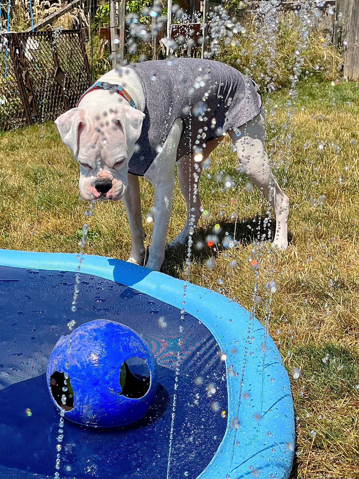 Walter joined the competition — help win amazing prizes! art, blue, canidae, carnivore, circle, collar, companion_dog, dalmatian, dog, dog_breed, dog_collar, dog_supply, electric_blue, glass, grass, plant, snout, sporting_group, working_animal, working_dog