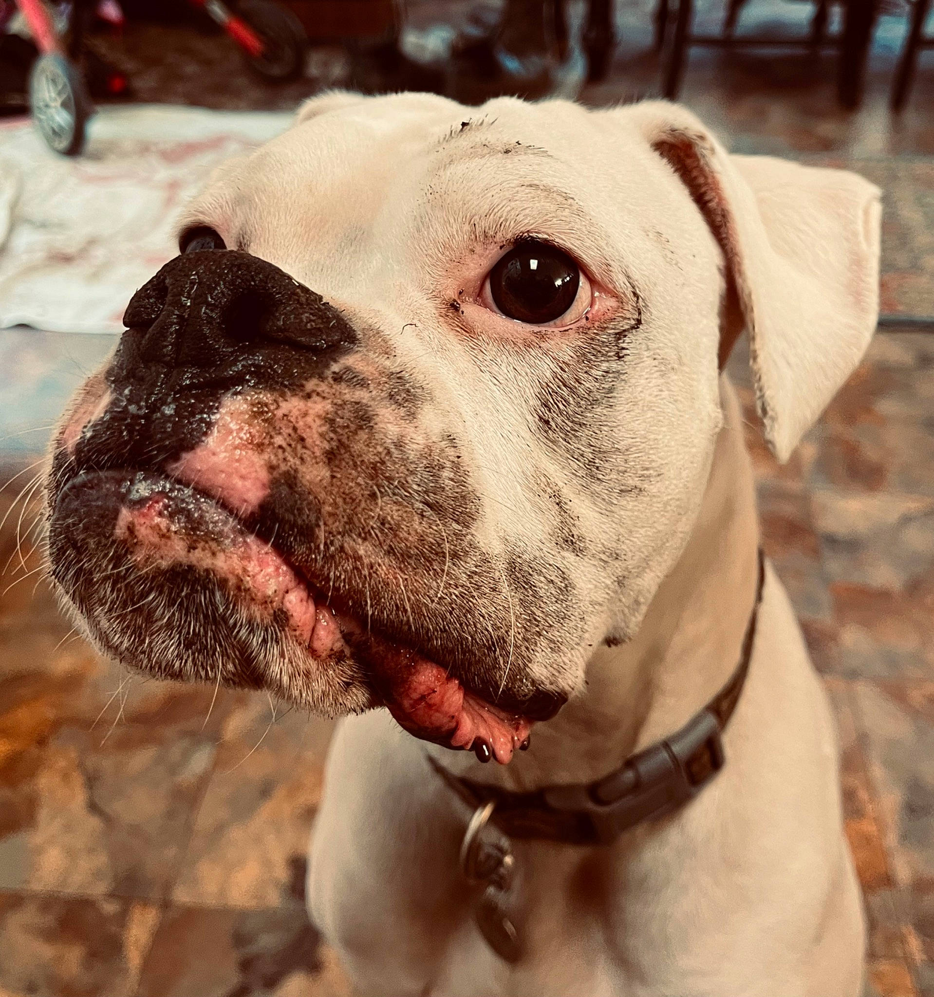 Walter joined the competition — help win amazing prizes! boxer, canidae, carnivore, close_up, collar, companion_dog, dog, dog_breed, dog_collar, dog_supply, ear, fawn, fur, liver, pet_supply, snout, sporting_group, terrestrial_animal, whiskers, working_animal