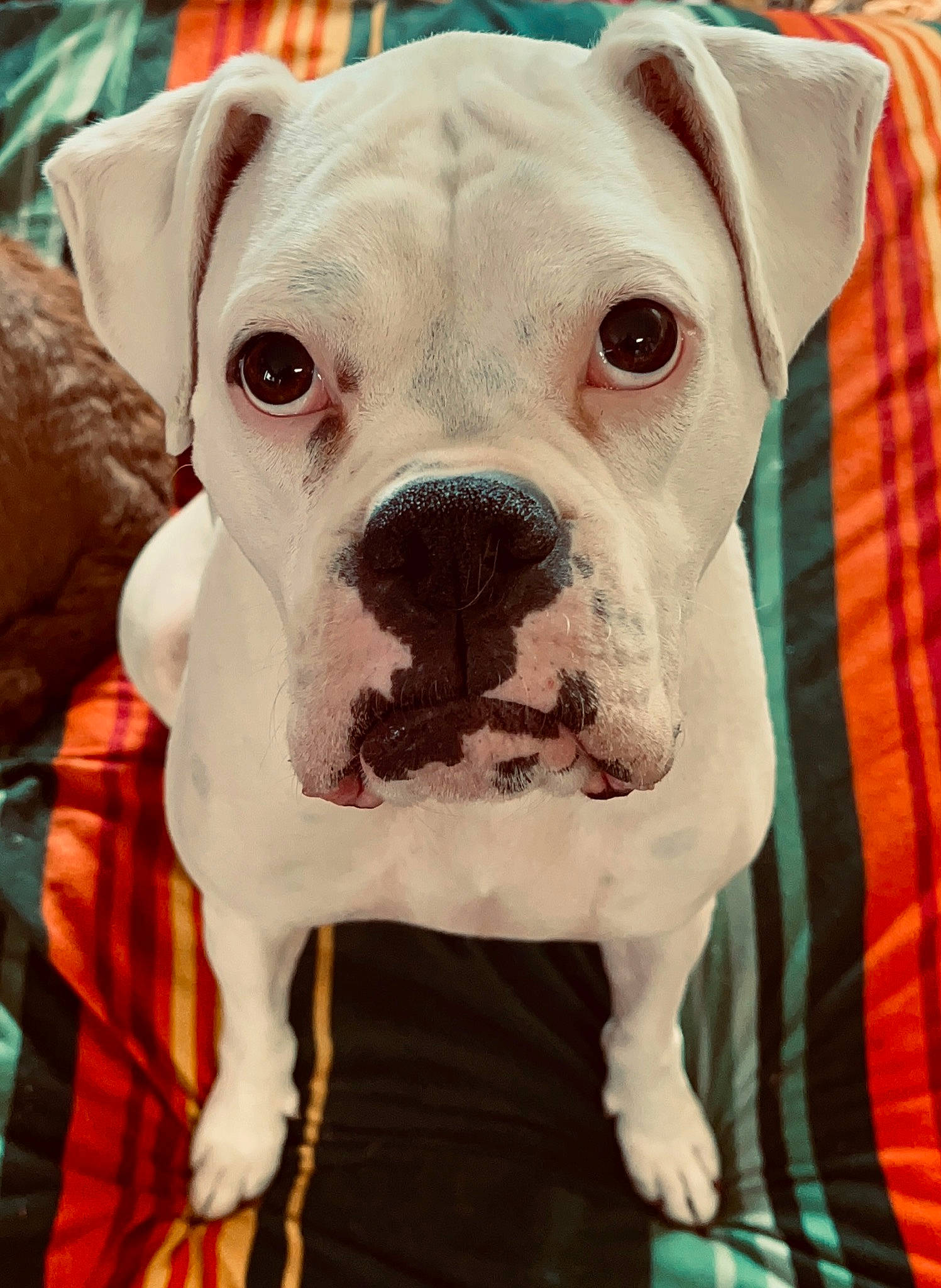 Walter joined the competition — help win amazing prizes! boxer, canidae, carnivore, collar, companion_dog, dog, dog_breed, dog_collar, ear, fawn, jaw, molosser, non_sporting_group, pet_supply, photography, snout, sporting_group, whiskers, working_animal, wrinkle