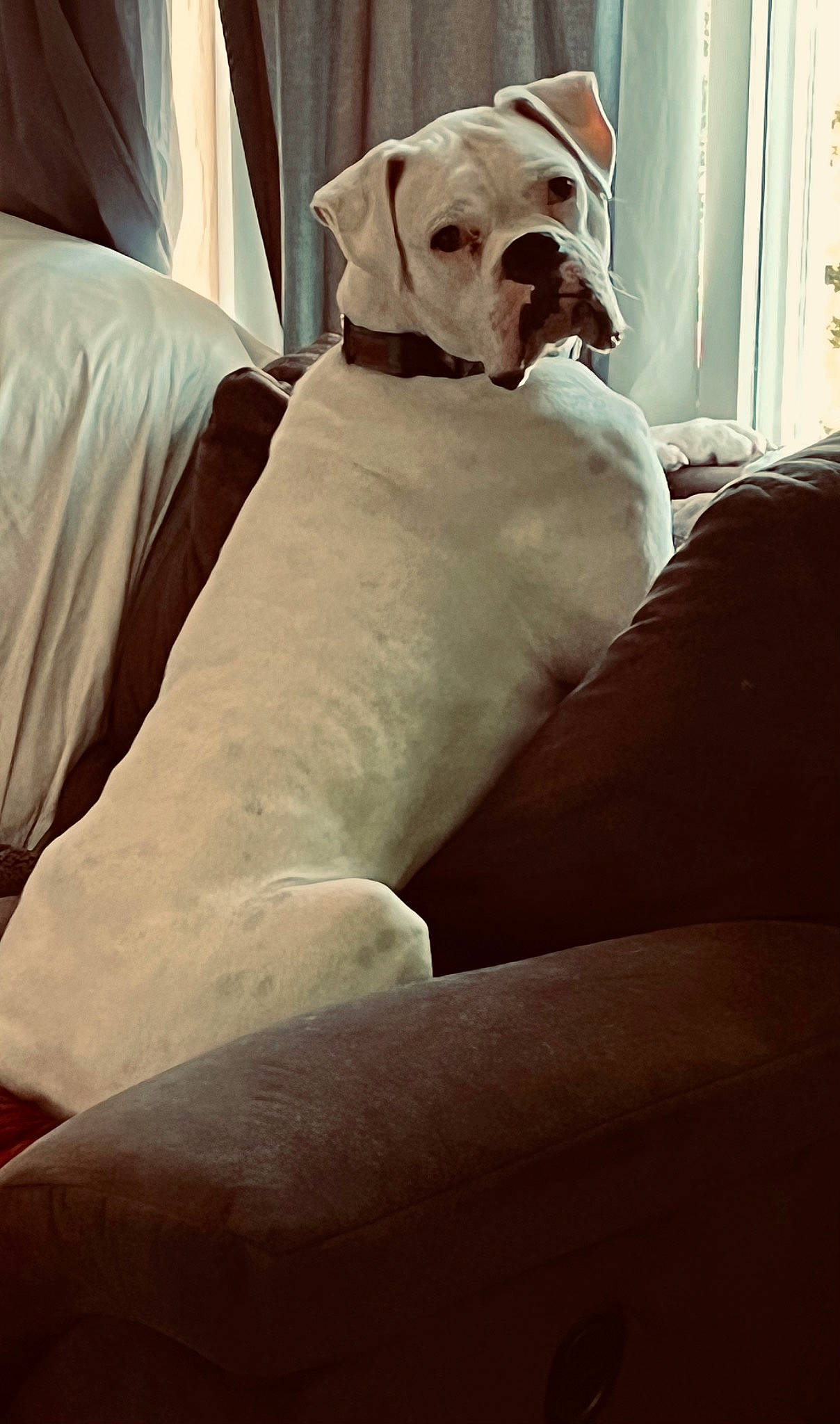 Walter joined the competition — help win amazing prizes! bulldog, canidae, carnivore, comfort, companion_dog, dog, dog_breed, dog_collar, fawn, linens, non_sporting_group, peach, sitting, tail, toy_dog, wood, working_animal, wrinkle