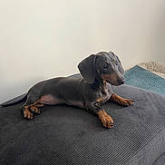 Maya a rejoint le concours — aidez-le/la à gagner de superbes lots ! dog, dachshund, puppy, pet, animal, indoor, couch, furniture, resting, brown, black, short_hair, looking, young, domestic_animal, relaxed, side_view, snout, ears, paw