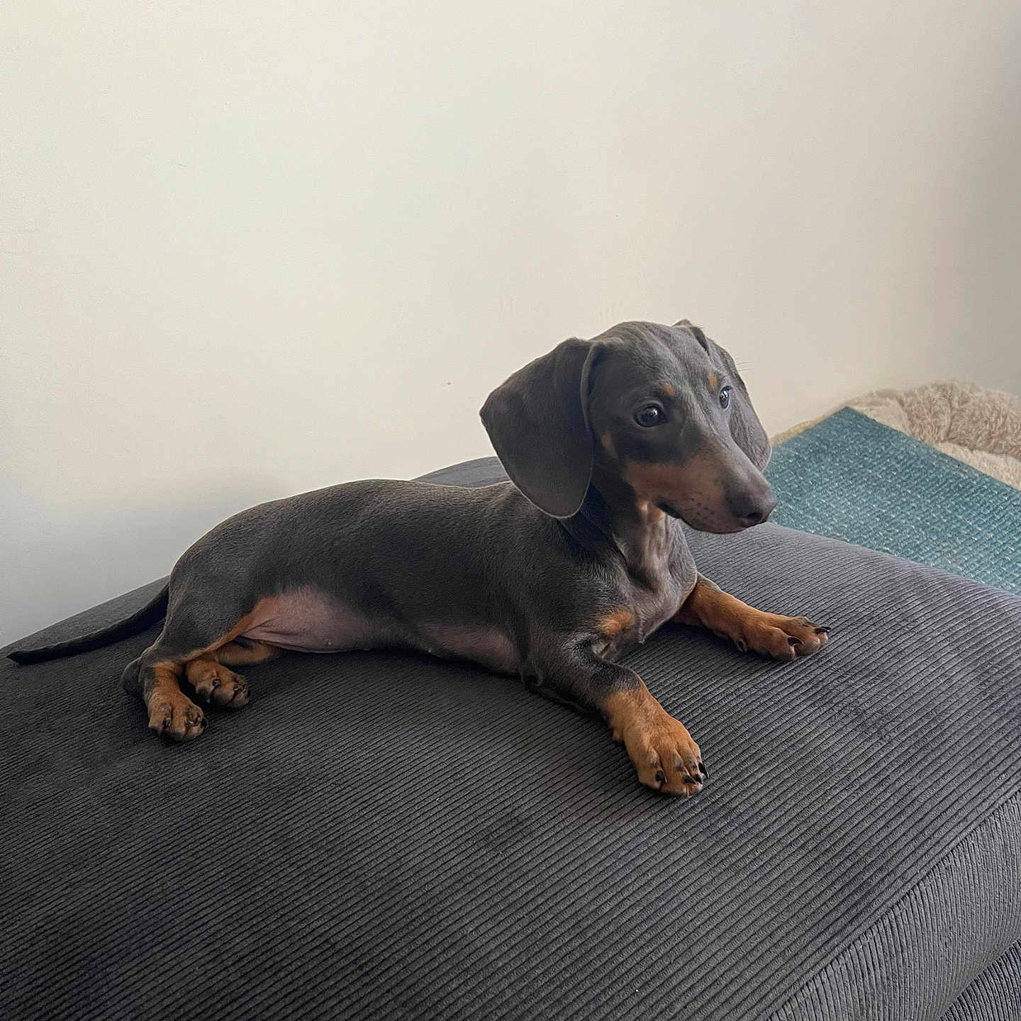 Maya