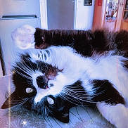 Pepsy participe au concours pour gagner de l'argent avec cette photo : animal, black_and_white, cat, cozy, domestic, door, feline, fur, home, indoor, pattern, paw, pet, picture_frame, refrigerator, relaxed, stretching, table, upside_down, whiskers