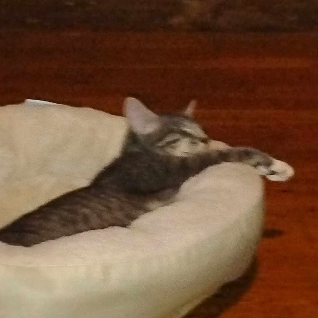 Ash joined the competition — help win amazing prizes! abyssinian, animal, canine, cat, couch, cushion, dog, egyptiancat, ferret, furniture, hardwood, homedecor, husky, kitten, manx, person, pet, siamese, sleeping, wood