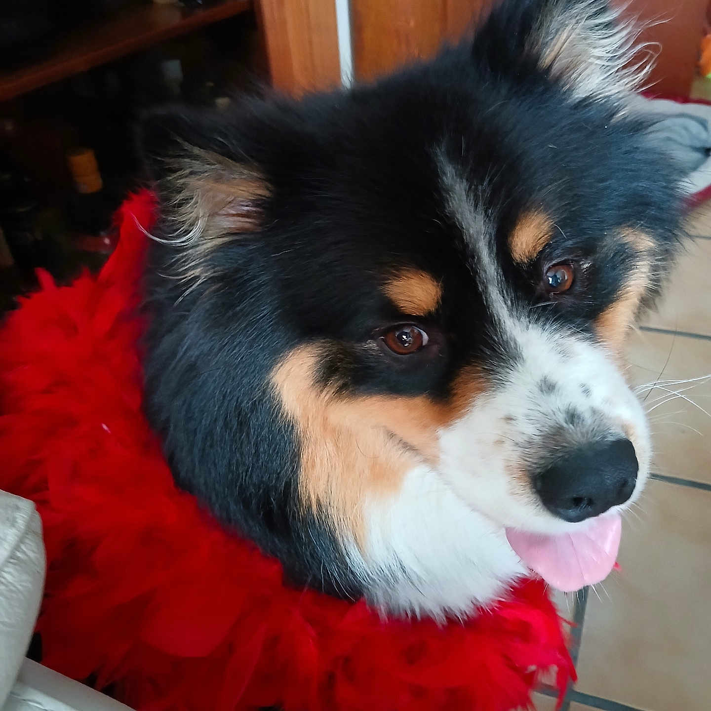 Ragnar participe au concours pour gagner de l'argent avec cette photo : adorable, animal, black_fur, close_up, cute, dog, domestic, ears_up, fluffy, fur, indoor, pet, playful, portrait, red_feather_boa, smiling, tan_fur, tile_floor, tongue_out, white_fur