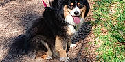 Ragnar a rejoint le concours — aidez-le/la à gagner de superbes lots ! canine, dog, fur, grass, happy, jeans, leash, leaves, nature, outdoor, panting, path, person, pet, shadow, sitting, smiling, sunlight, tricolor, walking