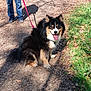 dog, leash, person, jeans, outdoor, path, grass, leaves, sunlight, shadow, happy, panting, tricolor, fur, nature, walking, pet, canine, smiling, sitting