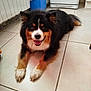 dog, indoor, floor, tile, happy, smiling, pet, animal, fur, black, brown, white, cute, domestic, canine, laying, tongue, ears, friendly, companion