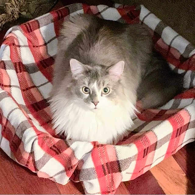 Cosmo