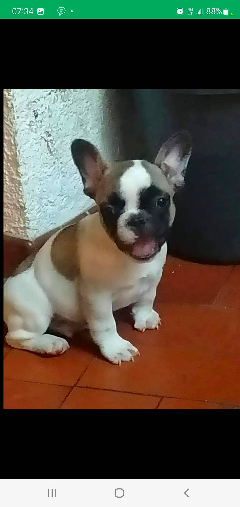 Stitch a rejoint le concours — aidez-le/la à gagner de superbes lots ! bored, boston_terrier, canidae, carnivore, companion_dog, dog, dog_breed, ear, fawn, flooring, french_bulldog, paw, puppy, snout, sporting_group, tail, terrestrial_animal, toy_dog, whiskers, working_animal