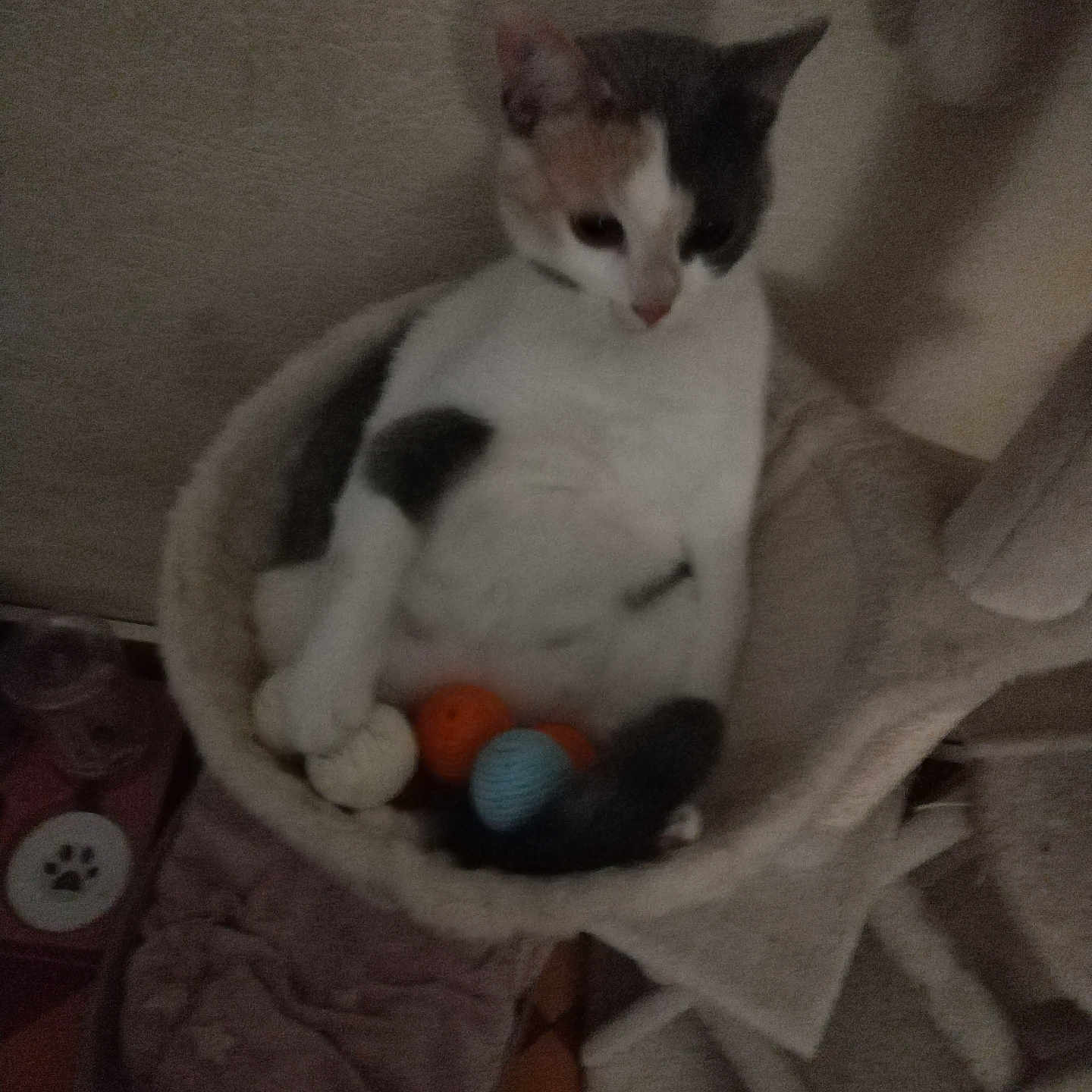 Nala a rejoint le concours — aidez-le/la à gagner de superbes lots ! animal, balls, blurred, cat, cat_bed, comfort, cozy, feline, fur, gray, home, indoor, orange, pet, relaxed, resting, sleepy, soft, toy, white