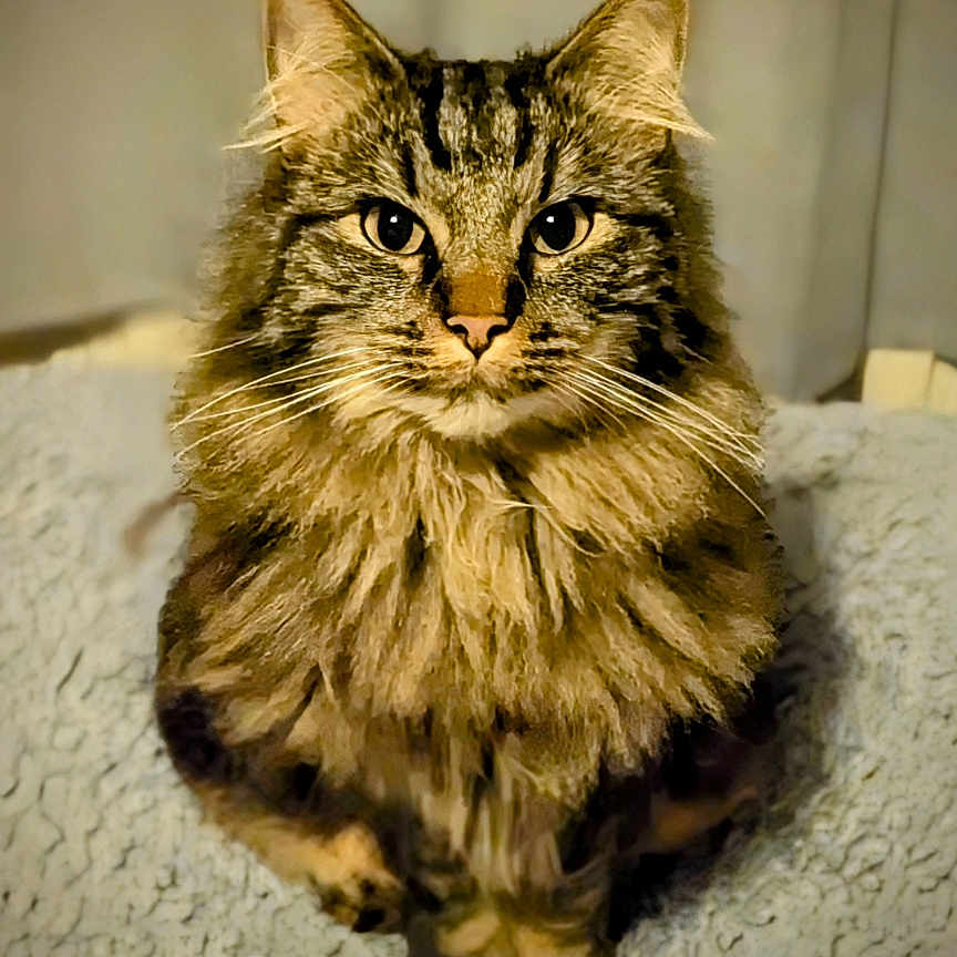 Cooper