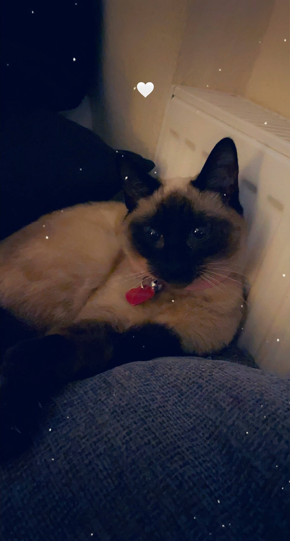 Nala joined the competition — help win amazing prizes! carnivore, cat, darkness, eye, fawn, felidae, foot, fur, human_body, human_leg, iris, paw, siamese, sky, small_to_medium_sized_cats, snout, tail, thai, tints_and_shades, whiskers