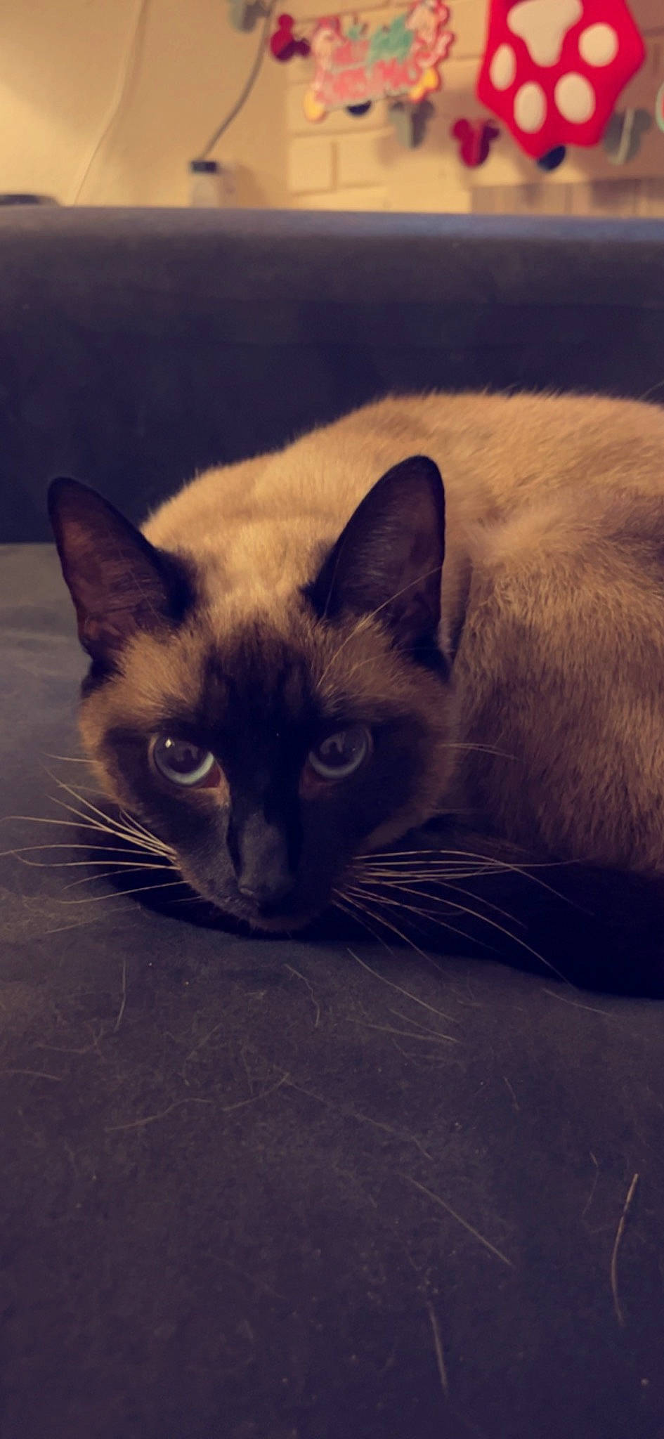 Nala is registered to the contest to win money with this photo: carnivore, cat, close_up, comfort, domestic_short_haired_cat, eye, fawn, felidae, fur, iris, nose, siamese, sky, small_to_medium_sized_cats, snout, tail, terrestrial_animal, visual_arts, whiskers, wildlife