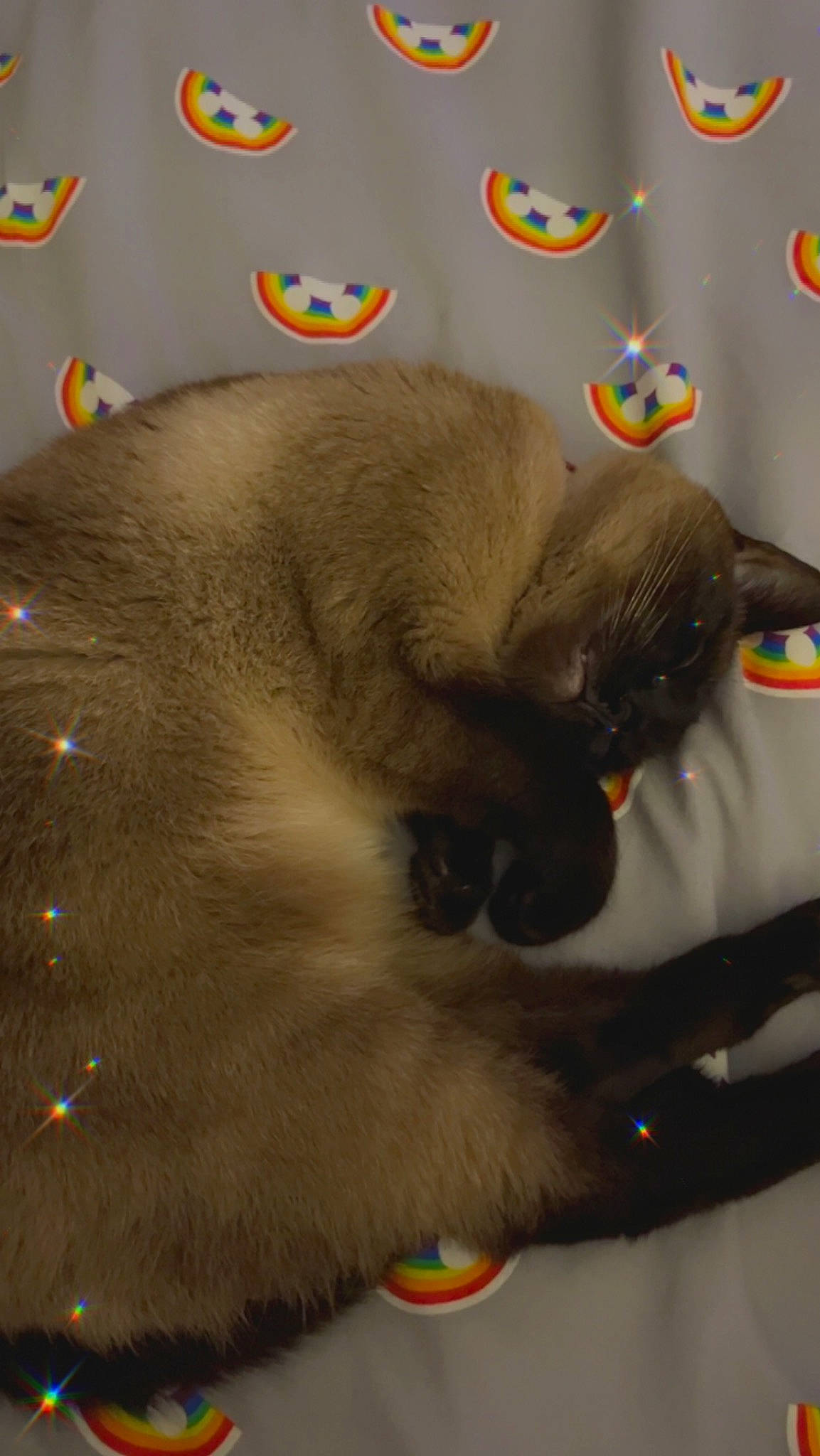 Nala joined the competition — help win amazing prizes! balinese, carnivore, cat, claw, comfort, domestic_short_haired_cat, fawn, felidae, fur, paw, siamese, small_to_medium_sized_cats, stuffed_toy, tail, terrestrial_animal, thai, whiskers