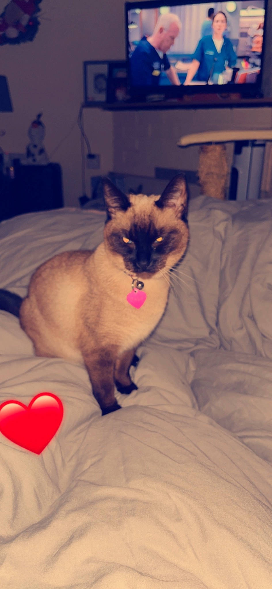 Nala is registered to the contest to win money with this photo: balinese, carnivore, cat, comfort, fawn, felidae, fur, magenta, mammal, pet_supply, siamese, small_to_medium_sized_cats, snout, tail, terrestrial_animal, whiskers