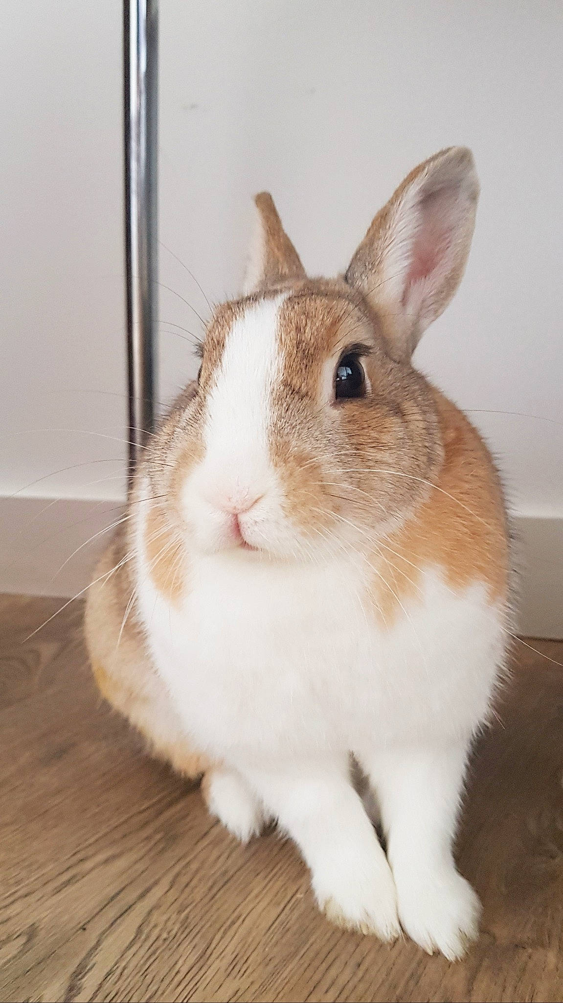 Nola Granola a rejoint le concours — aidez-le/la à gagner de superbes lots ! domestic_rabbit, ear, fawn, fur, hare, mammal, rabbit, rabbits_and_hares, snout, snowshoe_hare, tail, vertebrate, whiskers