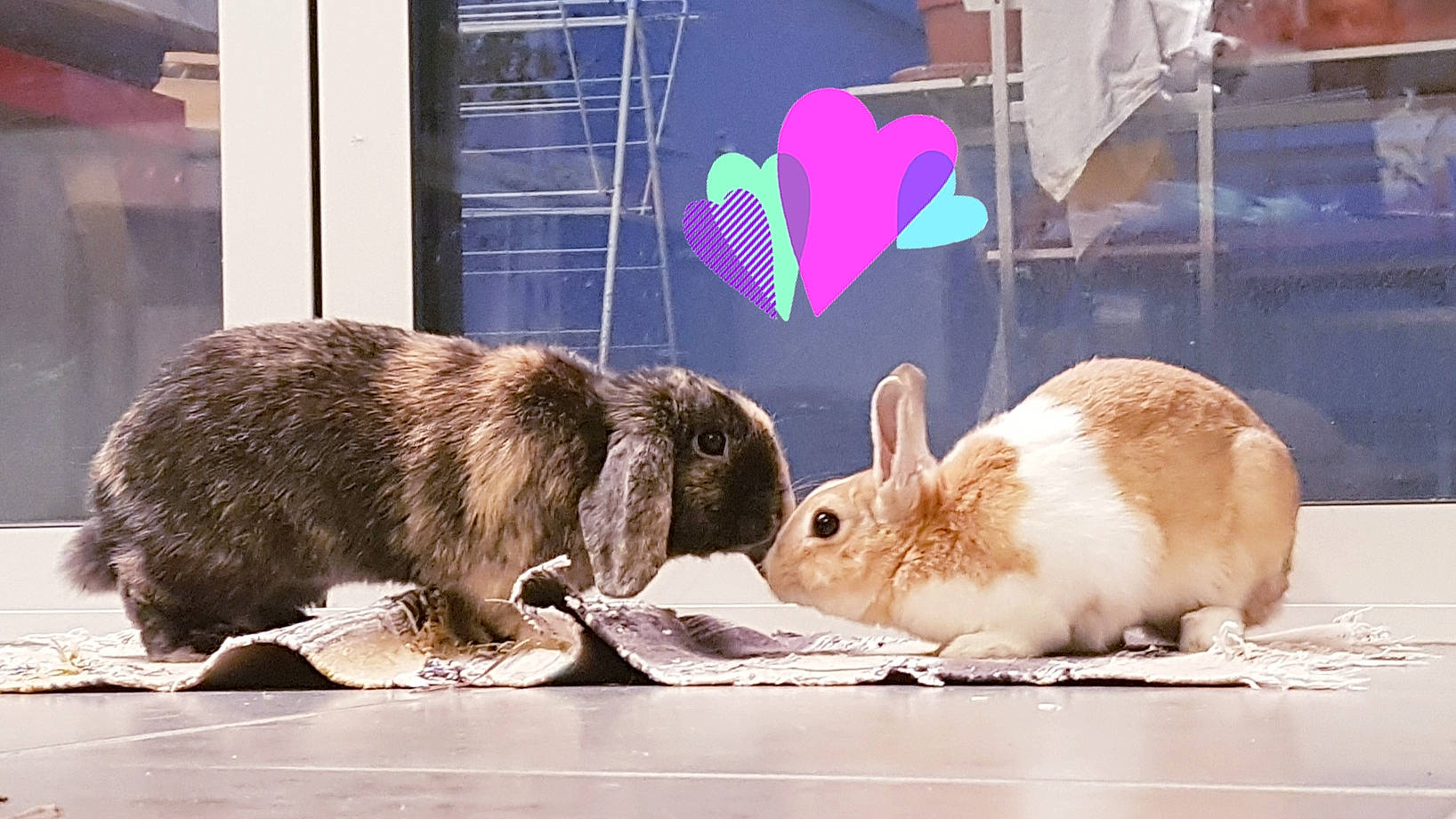 Nola Granola participe au concours pour gagner de l'argent avec cette photo : domestic_rabbit, fawn, hare, mammal, organism, rabbit, rabbits_and_hares, vertebrate, wildlife