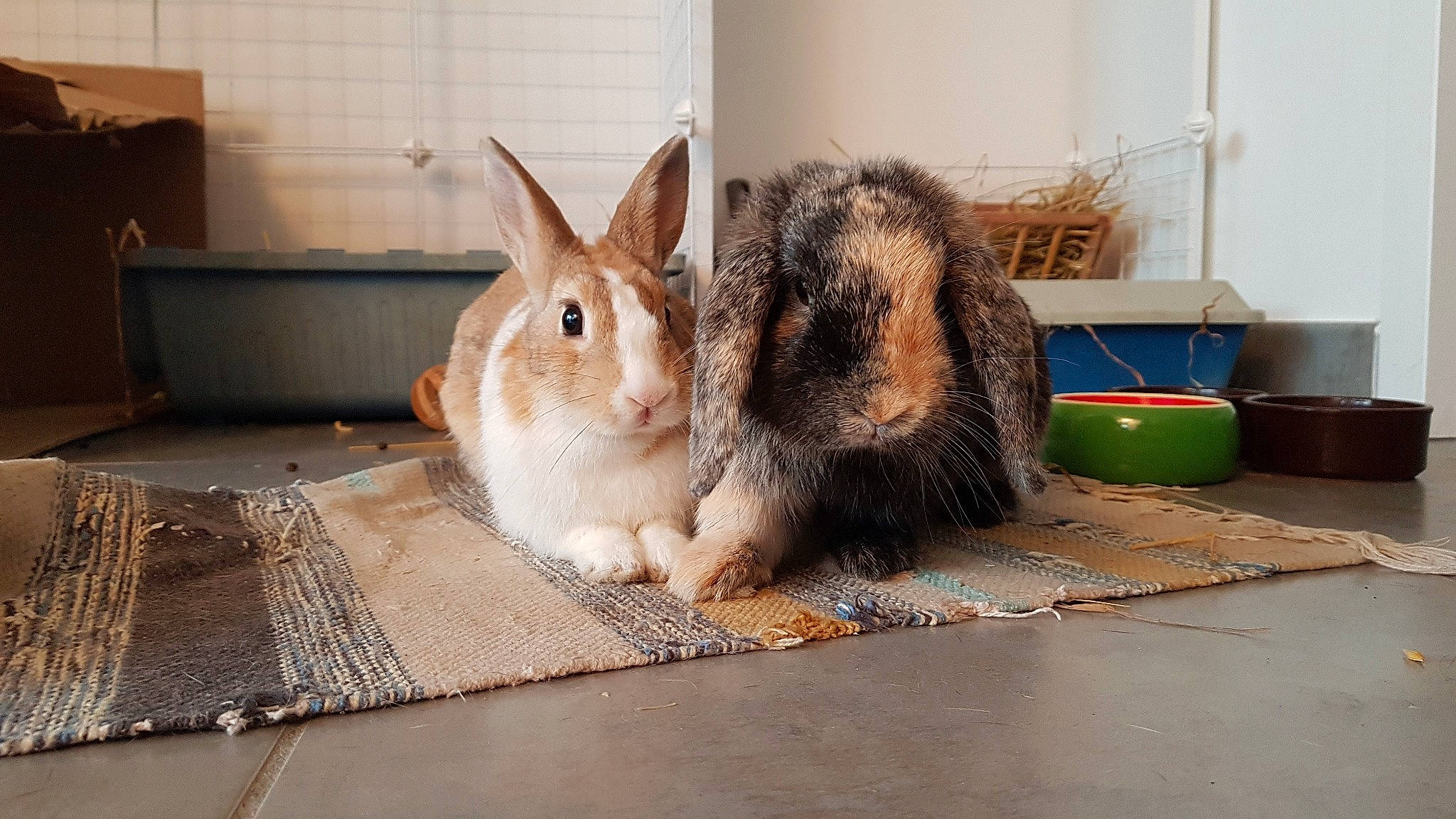 Nola Granola a rejoint le concours — aidez-le/la à gagner de superbes lots ! angora_rabbit, domestic_rabbit, ear, fawn, hare, mammal, rabbit, rabbits_and_hares, vertebrate, whiskers, wood_rabbit