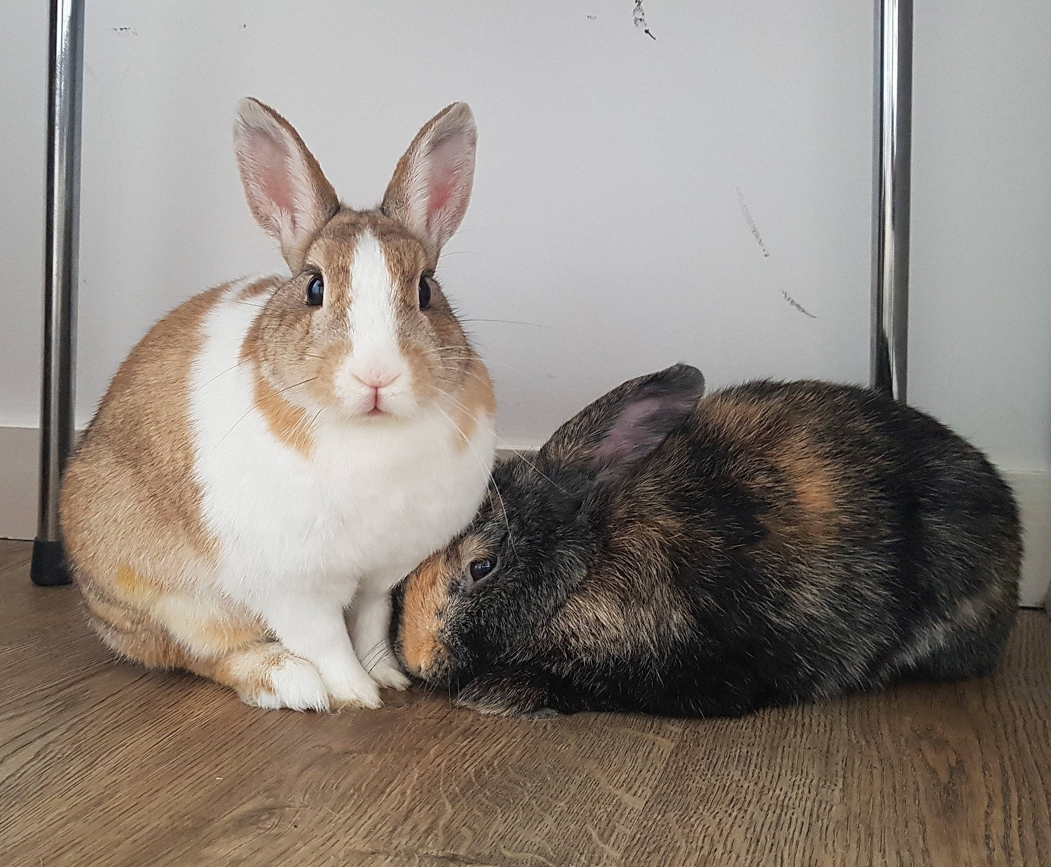 Nola Granola participe au concours pour gagner de l'argent avec cette photo : domestic_rabbit, ear, fawn, hare, mammal, rabbit, rabbits_and_hares, skin, snout, snowshoe_hare, vertebrate, whiskers, wood_rabbit