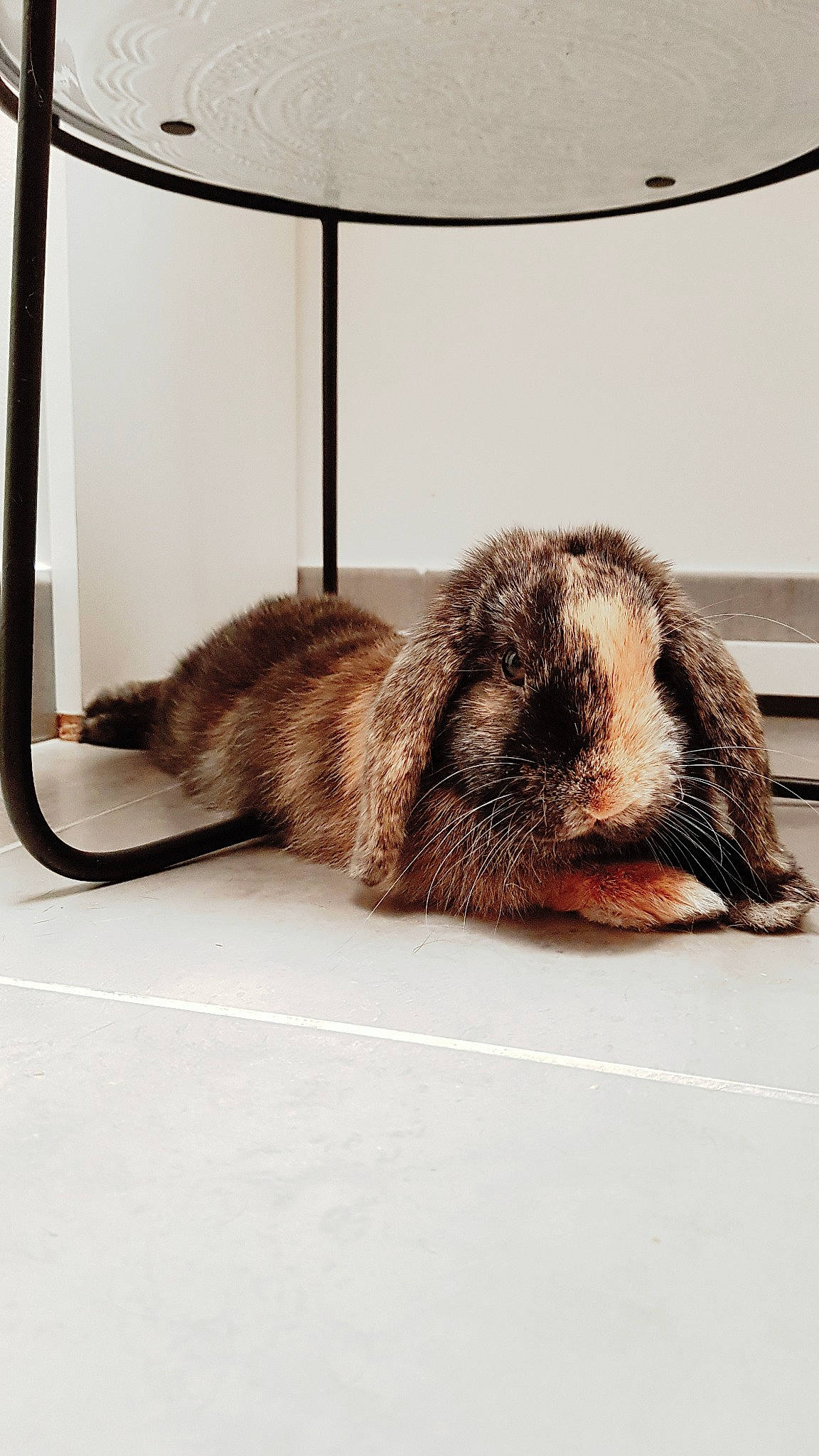 Lucien Alias Lulu a rejoint le concours — aidez-le/la à gagner de superbes lots ! carnivore, cat, claw, domestic_rabbit, ear, felidae, fur, rabbit, small_to_medium_sized_cats, snout, tabby_cat, tail, whiskers