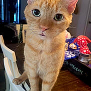 Stanley is registered to the contest to win money with this photo: cat, orange_tabby, chair, indoor, pet, curious, wooden_table, bowl, green_eyes, feline, domestic_cat, whiskers, ears, close_up, household, animal, looking_at_camera, furniture, domestic, cute