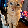 cat, orange_tabby, chair, indoor, pet, curious, wooden_table, bowl, green_eyes, feline, domestic_cat, whiskers, ears, close_up, household, animal, looking_at_camera, furniture, domestic, cute