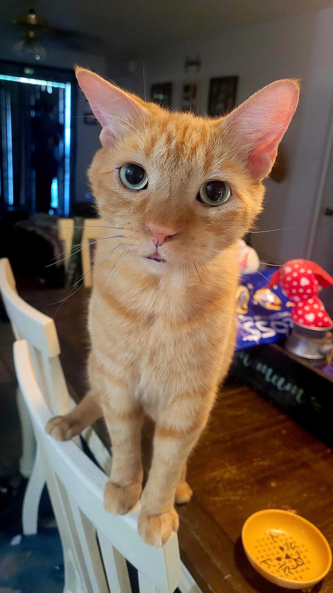 Stanley is registered to the contest to win money with this photo: cat, orange_tabby, chair, indoor, pet, curious, wooden_table, bowl, green_eyes, feline, domestic_cat, whiskers, ears, close_up, household, animal, looking_at_camera, furniture, domestic, cute