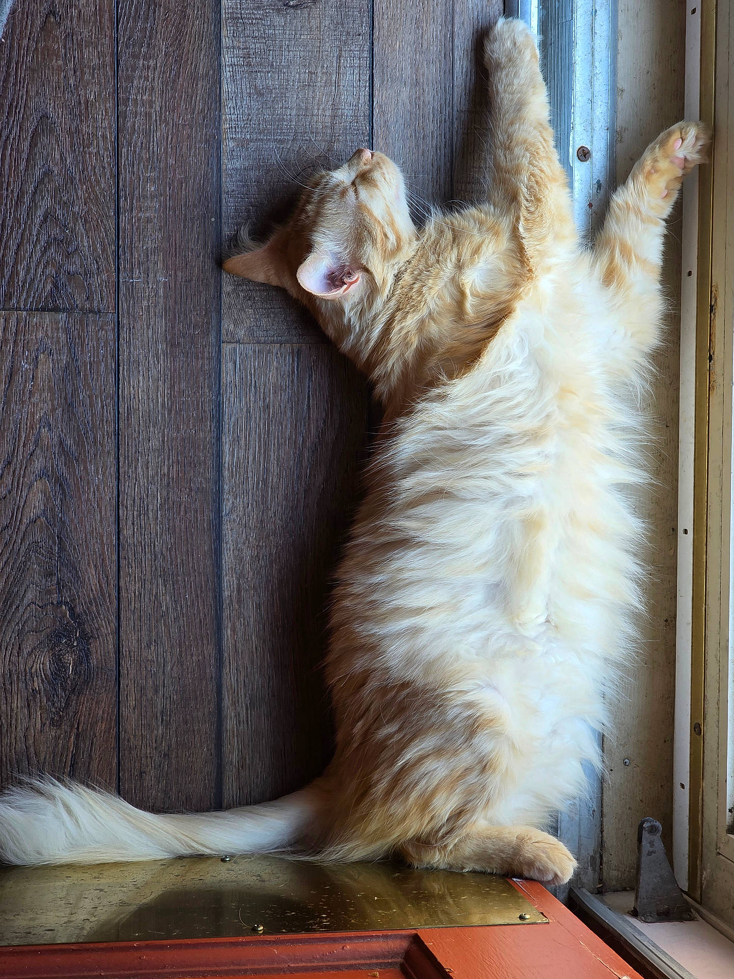 Leo is registered to the contest to win money with this photo: animal, cat, cozy, door, floor, fluffy, fur, indoor, mammal, orange_cat, paw, pet, relaxed, sleepy, stretching, sunlight, tail, whiskers, window, wooden_wall