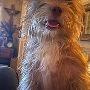 Bentley joined the competition — help win amazing prizes! animal, clock, closeup, cozy, cross, cute, decor, dog, friendly, fur, furniture, happy, home, indoor, mammal, pet, portrait, scruffy, tongue, warm_light