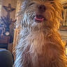 animal, clock, closeup, cozy, cross, cute, decor, dog, friendly, fur, furniture, happy, home, indoor, mammal, pet, portrait, scruffy, tongue, warm_light