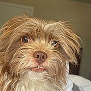 Bentley joined the competition — help win amazing prizes! dog, close_up, scruffy, brown_fur, white_fur, pet, indoor, portrait, cute, animal, fur, face, nostrils, eyes, whiskers, nose, expression, canine, mammal, companion