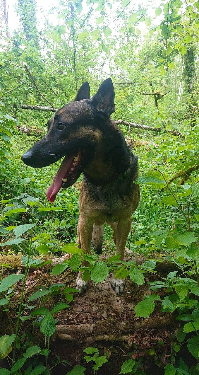 Flash a rejoint le concours — aidez-le/la à gagner de superbes lots ! biome, canidae, carnivore, dog, dog_breed, fawn, forest, grass, groundcover, jungle, liver, plant, snout, sporting_group, tail, terrestrial_animal, terrestrial_plant, tree, woodland, working_animal