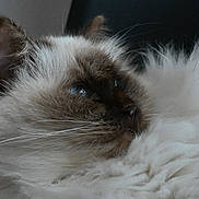 Blue a rejoint le concours — aidez-le/la à gagner de superbes lots ! cat, fluffy, close_up, white_fur, brown_fur, pet, animal, whiskers, portrait, indoor, soft_texture, feline, relaxed, cute, domestic_animal, long_hair, muzzle, ear, sleepy, calm