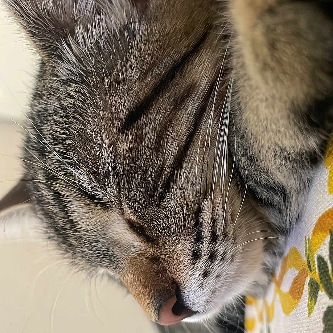 Mogie