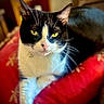 cat, black_and_white, tuxedo_cat, green_eyes, pet, animal, feline, whiskers, ears, nose, fur, portrait, close_up, lying_down, relaxed, red_blanket, indoors, home, colorful, photography