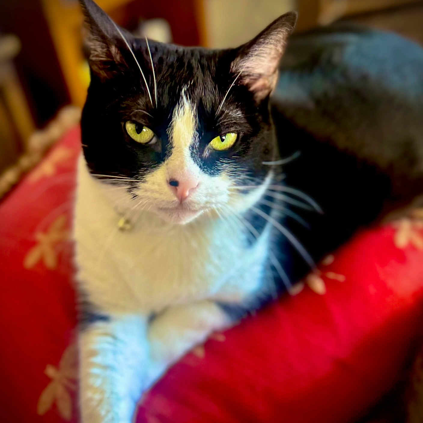 Cleopatra