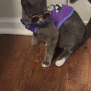 Smoke is registered to the contest to win money with this photo: cat, gray_cat, sunglasses, purple_shirt, cartoon_design, pet_clothing, indoor, wooden_floor, animal, cute, feline, accessory, standing, looking_away, domestic_cat, pet, playful, funny, costume, home