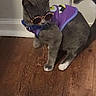 cat, gray_cat, sunglasses, purple_shirt, cartoon_design, pet_clothing, indoor, wooden_floor, animal, cute, feline, accessory, standing, looking_away, domestic_cat, pet, playful, funny, costume, home