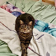 Robin is registered to the contest to win money with this photo: animal, bed, blanket, cat, collar, cozy, domestic_cat, feline, fur, green_sheets, indoor, looking_at_camera, paws, pet, relaxed, resting, stretched_paws, striped, tabby, whiskers
