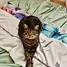 animal, bed, blanket, cat, collar, cozy, domestic_cat, feline, fur, green_sheets, indoor, looking_at_camera, paws, pet, relaxed, resting, stretched_paws, striped, tabby, whiskers