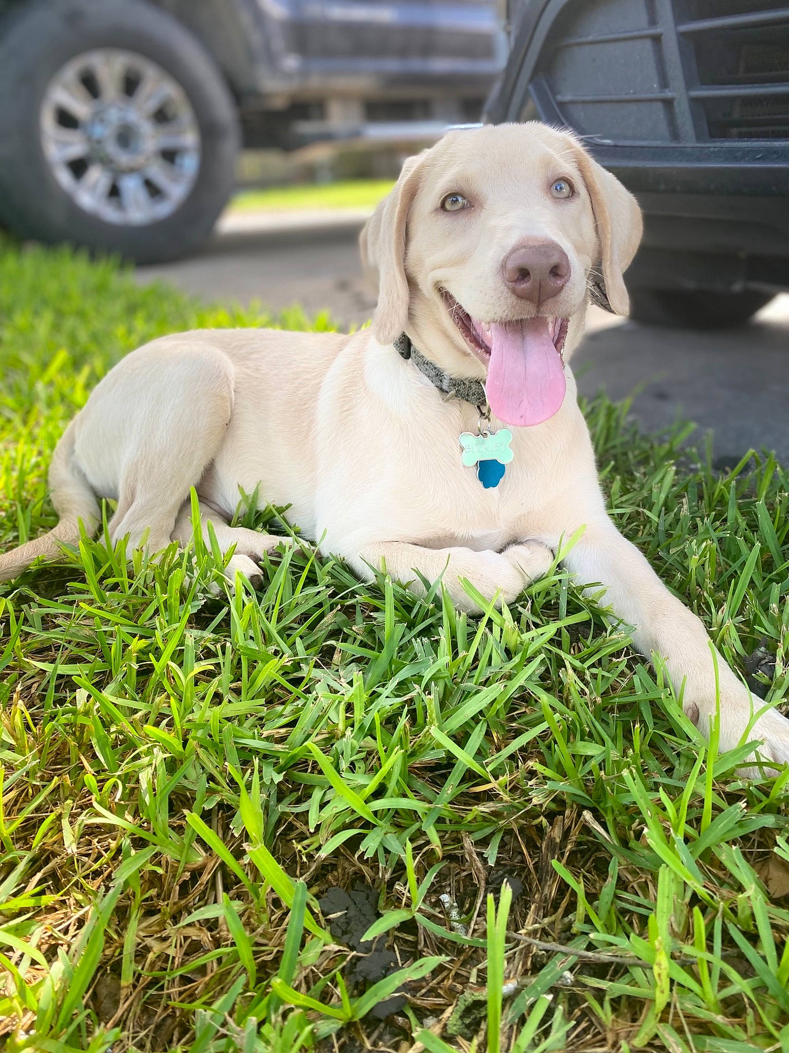 Buckley joined the competition — help win amazing prizes! automotive_tire, car, carnivore, collar, companion_dog, dog, dog_breed, dog_collar, dog_supply, fawn, grass, gun_dog, lawn, pet_supply, plant, tail, tire, vehicle, wheel, working_animal