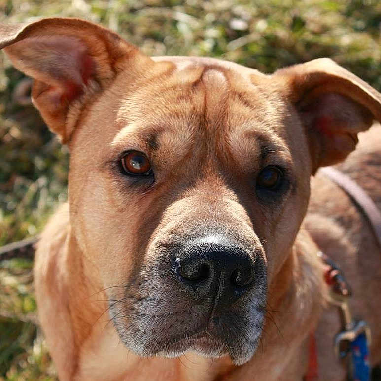 Cletus joined the competition — help win amazing prizes! alano_espanol, american_pit_bull_terrier, american_staffordshire_terrier, ancient_dog_breeds, black_mouth_cur, canidae, carnivore, catahoula_bulldog, dog, dog_breed, fawn, mammal, mountain_cur, non_sporting_group, perro_de_presa_mallorquin, rare_breed_dog, snout, sporting_group, tosa, vertebrate