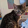 Tae joined the competition — help win amazing prizes! cat, kitten, tabby, animal, pet, feline, sitting, portrait, wide_eyes, whiskers, ears, striped_fur, collar, bell, indoors, bedroom, bed, human_knee, television, wall_calendar