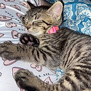 Tae joined the competition — help win amazing prizes! kitten, cat, sleeping, tabby, striped_fur, pink_collar, paw_pads, toe_beans, pet, indoors, bed, bedding, blanket, cozy, relaxed, resting, close_up, animal, cute, portrait