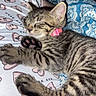 kitten, cat, sleeping, tabby, striped_fur, pink_collar, paw_pads, toe_beans, pet, indoors, bed, bedding, blanket, cozy, relaxed, resting, close_up, animal, cute, portrait